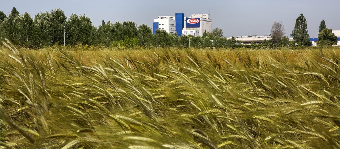 3. Ampi spazi dell'agriBosco saranno dedicati a campi di grano sostenibile