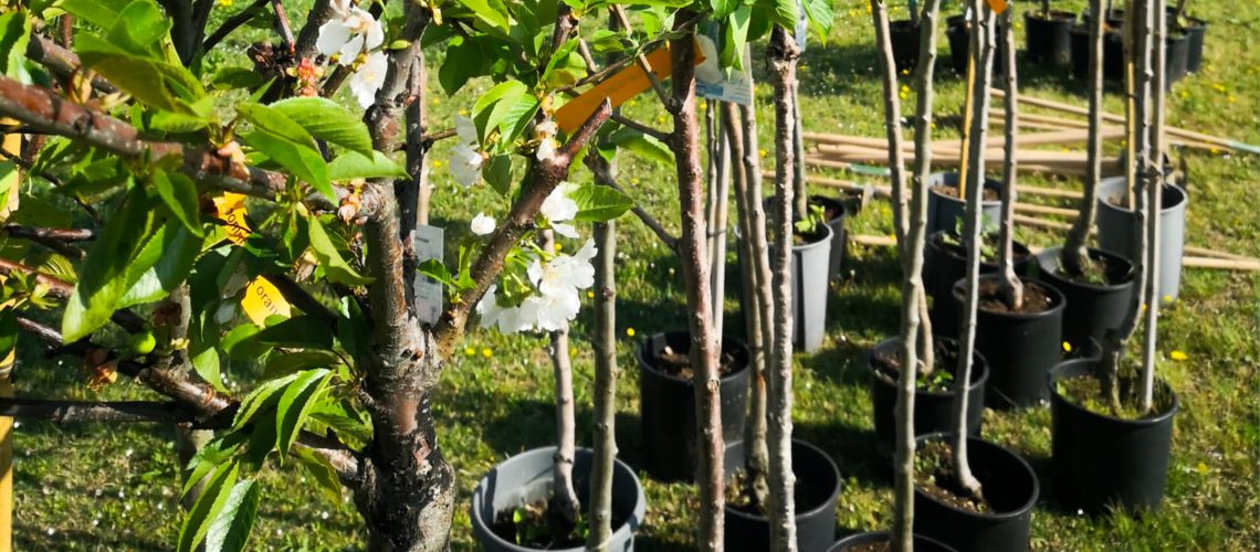 BOSCO SIDEL